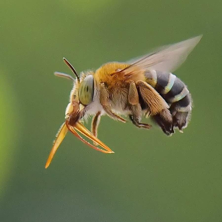 BaloxJc's tweet image. @ReadingUrbPolls @NHM_Bees @bee #savebee #macrography