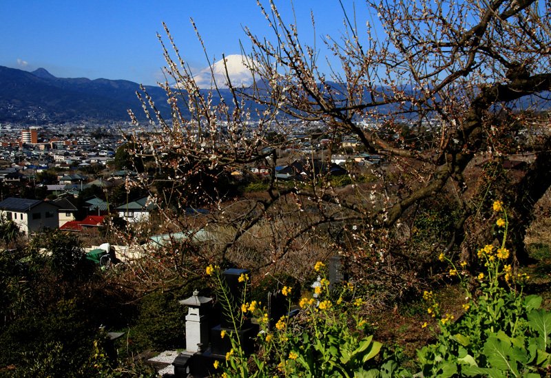 田代博 曽我梅林北西側 大磯丘陵の西側の斜面途中で撮影 2月19日 鳥居富士 菜の花と富士 ２点 桜と富士 鳥居富士 大磯丘陵