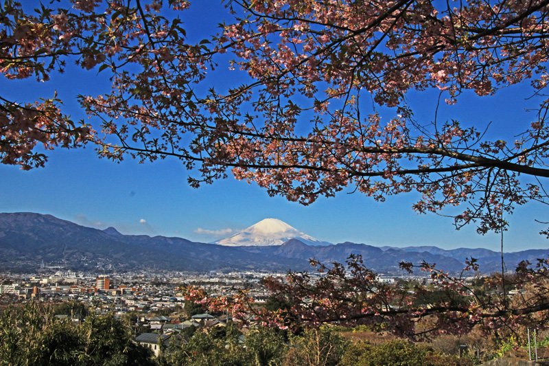 田代博 曽我梅林北西側 大磯丘陵の西側の斜面途中で撮影 2月19日 鳥居富士 菜の花と富士 ２点 桜と富士 鳥居富士 大磯丘陵