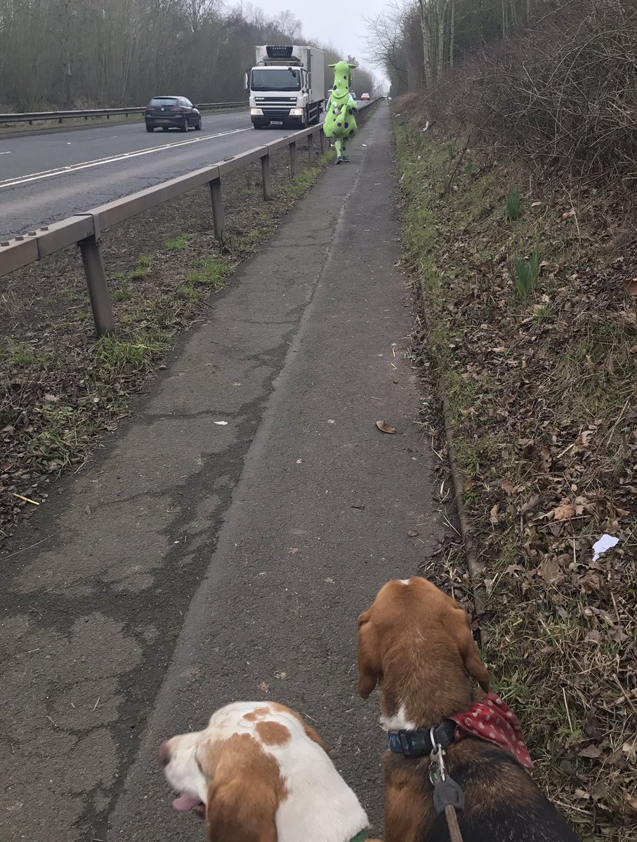 Dad took us on a walk yesterday and we only saw a dragon🐉 what the... two beagles and a dragon! #beagles #dragon #weird 🐶🐉🐶