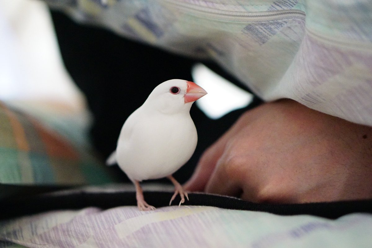 gracocc0's tweet photo. のっしのっし、ぴたっ #buncho  #文鳥 https://t.co/CPzEaiBhhl