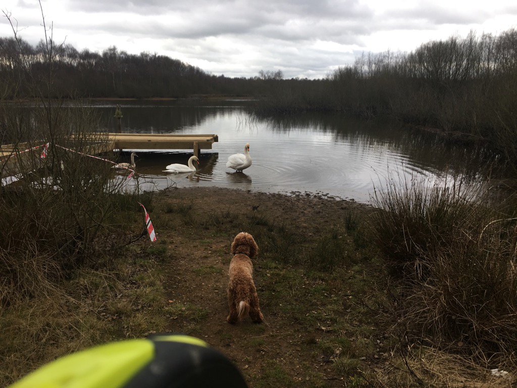 tedbites's tweet image. I got told off by a big chicken.