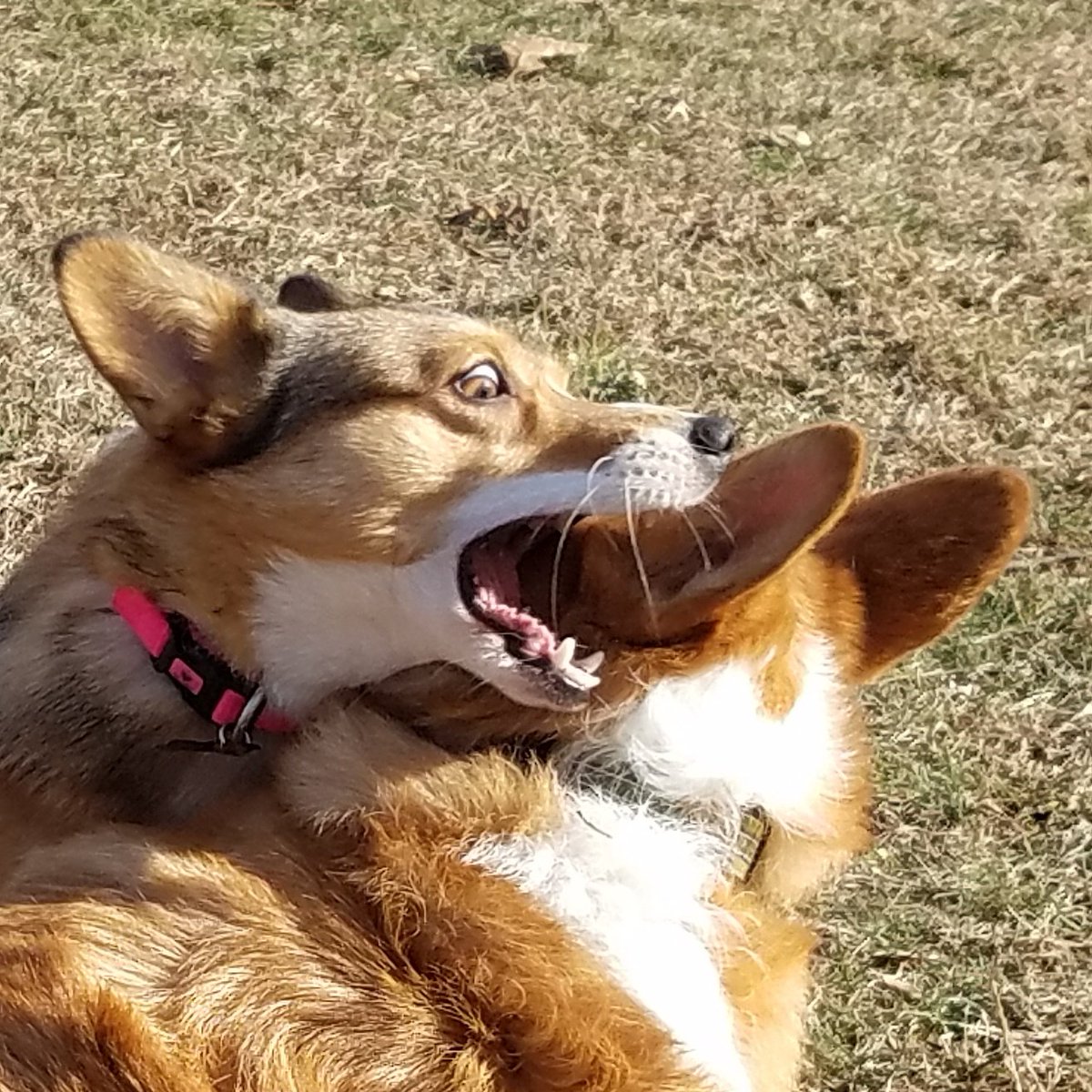 Eleyonwheels's tweet photo. I said...DO YOU HEAR ME NOW?!!!
#corgis https://t.co/cIWoY9SKg1