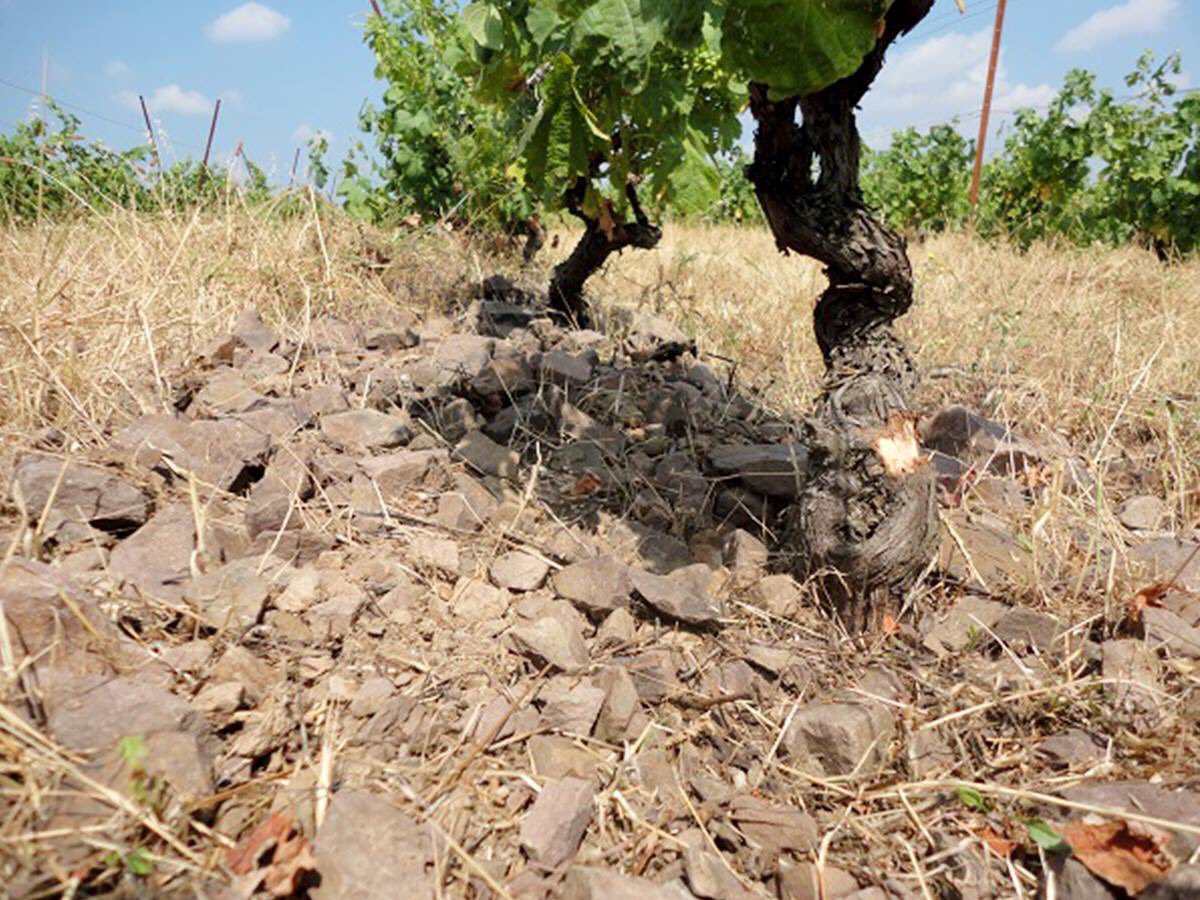 Des #terroirsdeschistes difficiles qui poussent la vigne dans ses retranchements pour des cuvées à l'expression atypique #CoupeRoses #wine