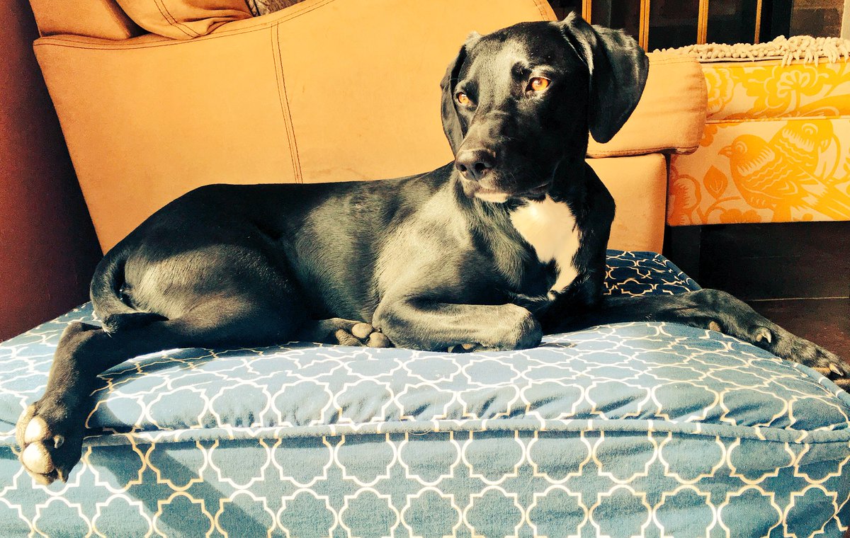 Hmutts75's tweet photo. #PipPipHoundDog #MississippiHalfStep #WeimMutt #Honeyhounds #HMutts #TwitterHound #Pointer #BorderCollie #Pittie #Weimaraner https://t.co/bbwtrzooyL