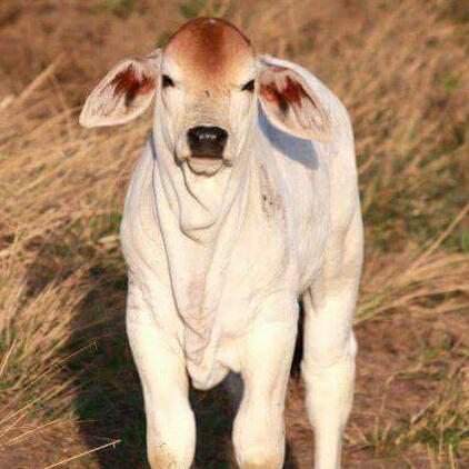 Voyager on Twitter Ｇａｕ Ｍａｔａ Ｉｎ Ｖｅｄｉｃ Ｃｕｌｔｕｒｅ It is said that the one  who bears the dust thrown from the hoof of Gaumata on his head as if  taking a bath