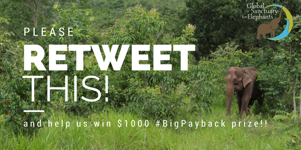 GlobalElephants's tweet photo. Please RT &amp; help @GlobalElephants rescue our next 4 deserving elephants by winning $1000 through @CFMT #BigPayback giveaway. Thanks! https://t.co/0hgNMCHfjR
