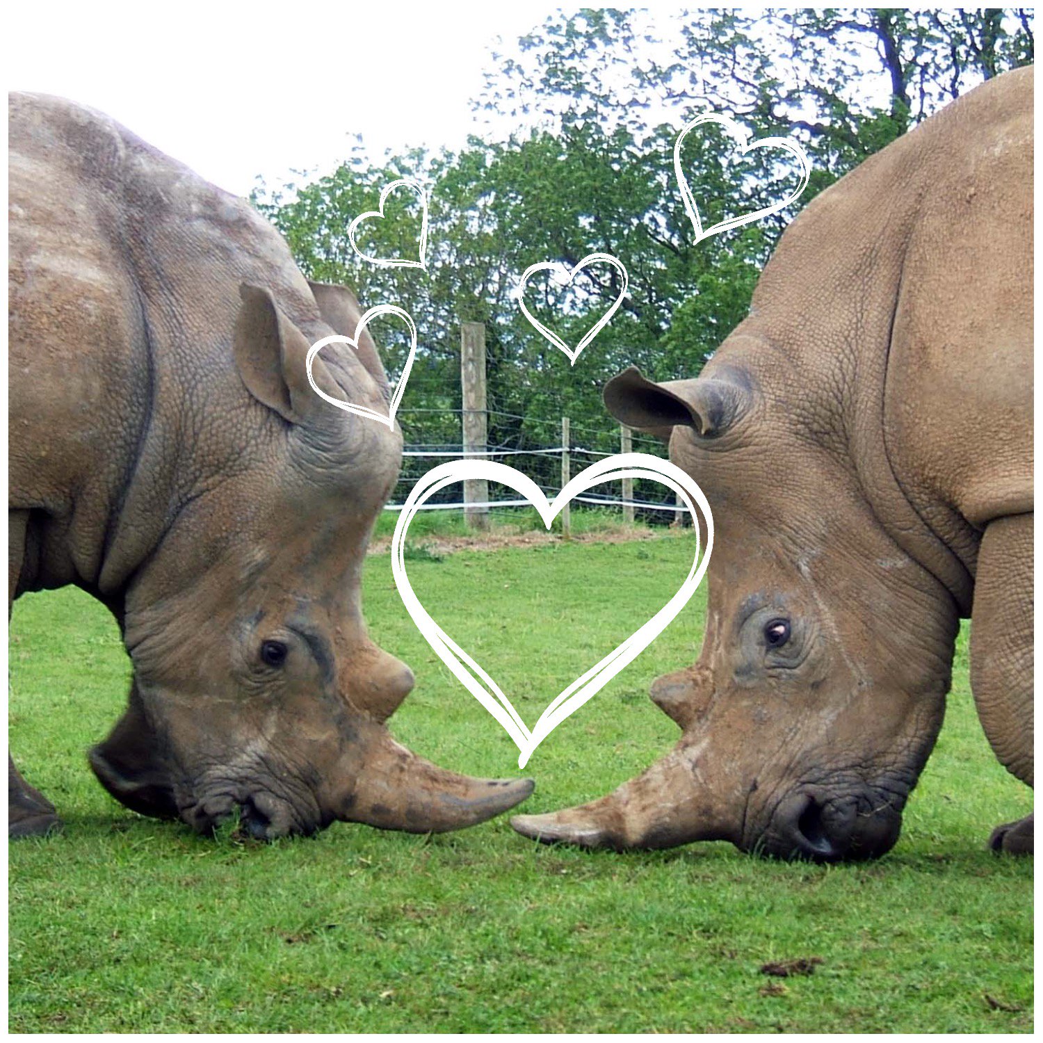 Noah's Ark Zoo Farm on Twitter 