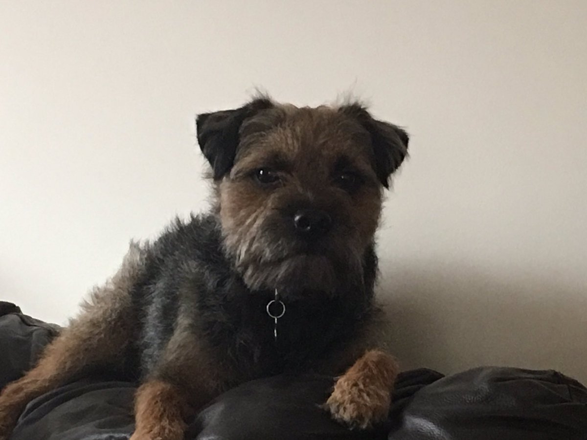 Jamie Terrier tweet media