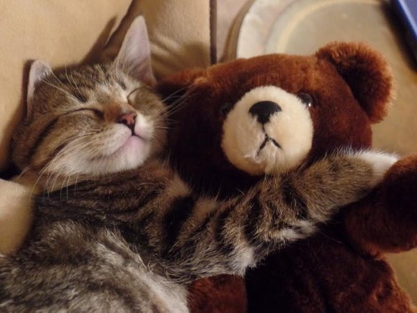 _gom114js's tweet image. ลูกแมวขี้อ้อนและขี้หวง (มาก...)