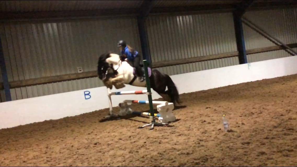 EC_Dressage_'s tweet photo. Exactly a year ago! π¨π #whosaidcobscantjump #cobscan! #Elvis #jumpingcob #jumping ππ https://t.co/iwqfJ5fFZi