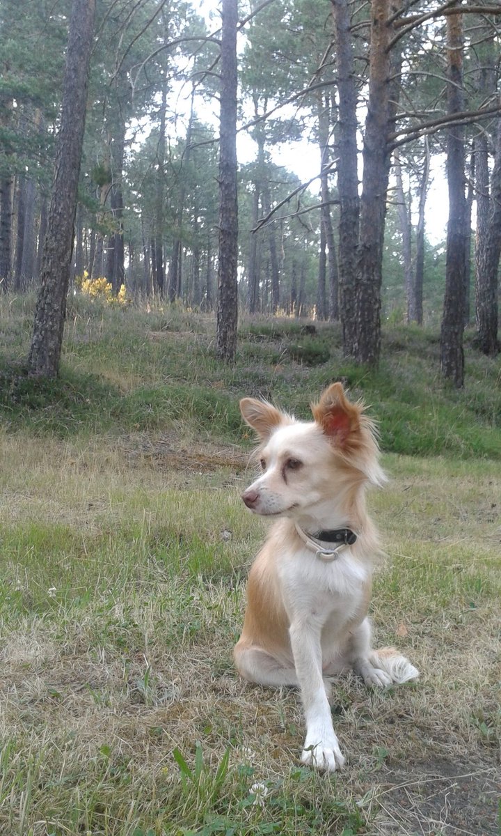 sweetgolfa's tweet photo. #bravepets #perrosvalientes In my third, beautiful green home, #Navaleno, #Soria,#Spain https://t.co/3ks5vrei96