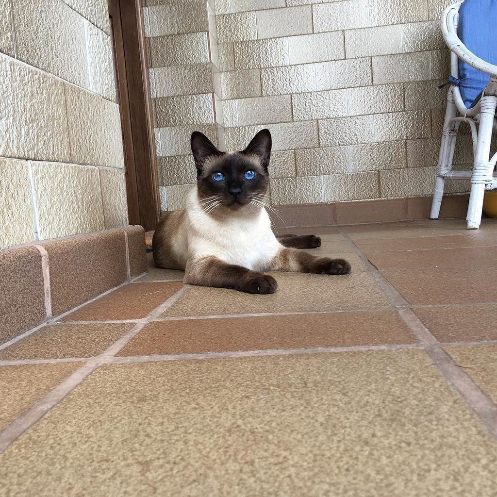 juangu66's tweet photo. Ernestin esperando en casa #cat https://t.co/l1uCdDkd5b https://t.co/L1fIhZY1sA