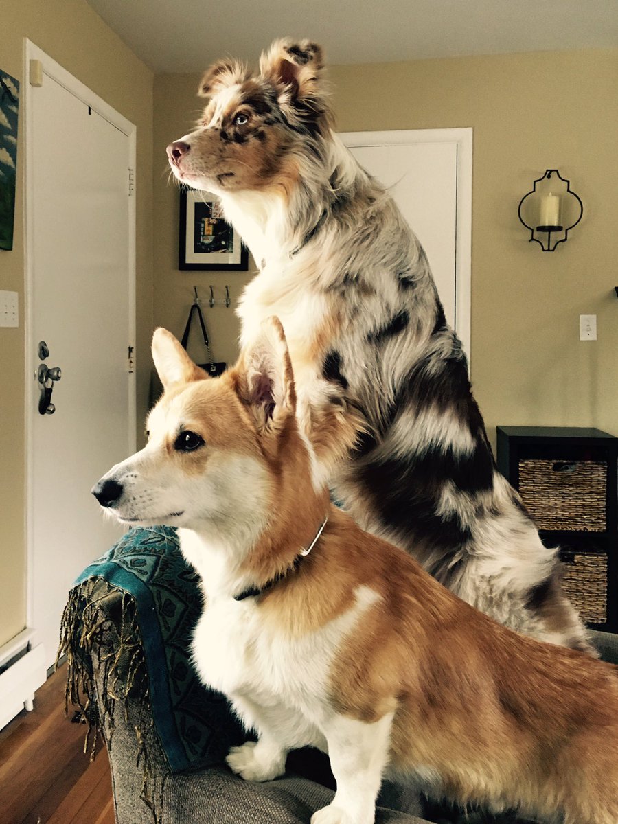 CorgiTrouble's tweet image. Neighborhood Watch