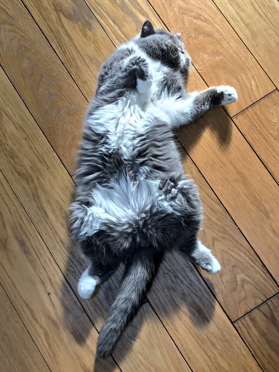 xSqueeZie's tweet photo. Définition du bonheur 😸 https://t.co/fcfDhQiBY8