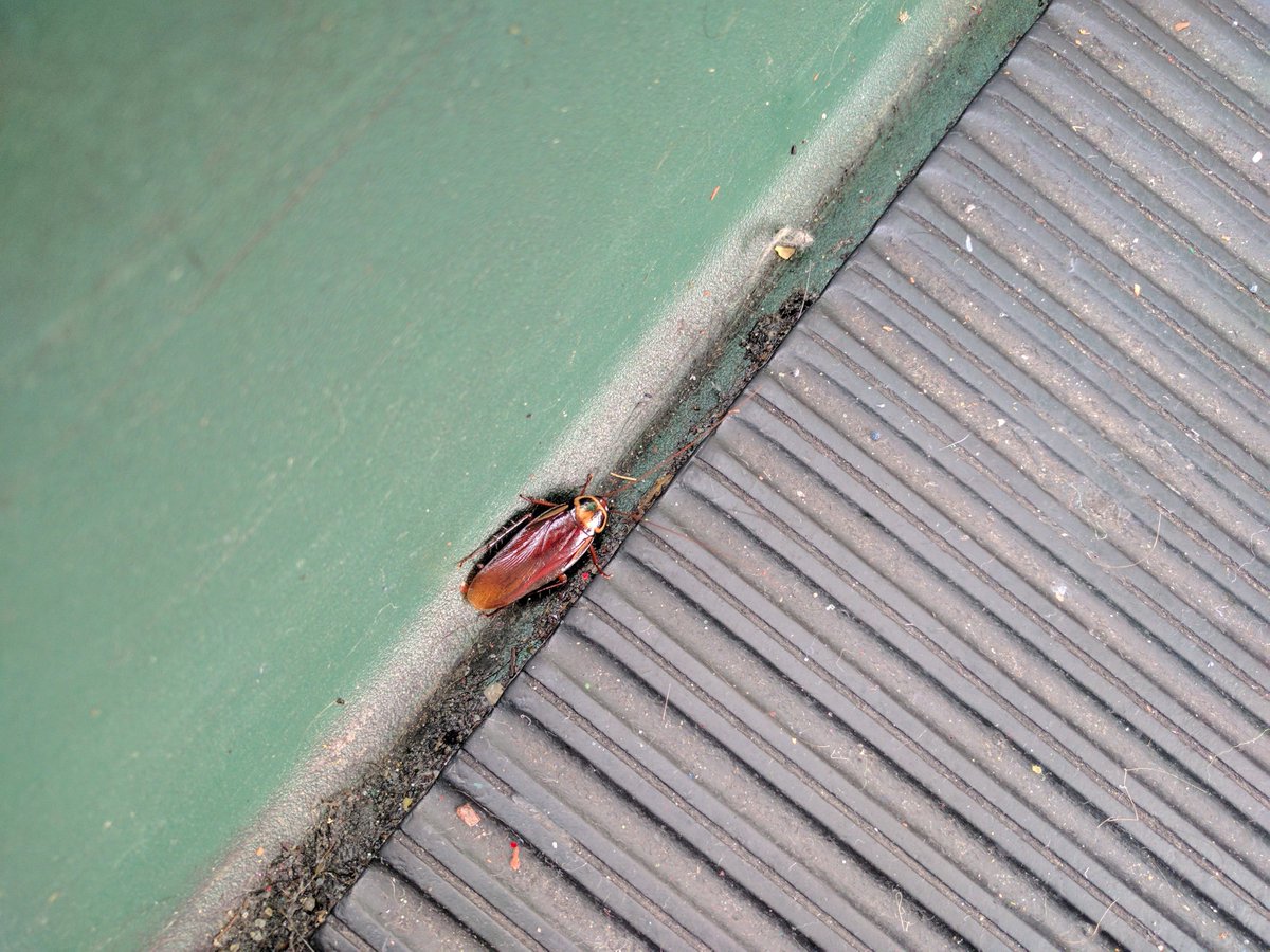 mike23pizzo's tweet photo. @WDWToday I don't think the pest prevention in The Land is working. This guy is crawling around Boat 22 https://t.co/p0xxlxRked