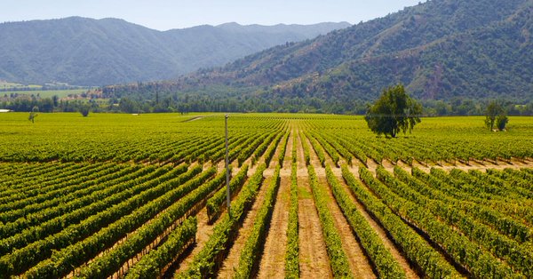 Jorge Heine (@jorgeheinel) on Twitter photo Why is it that Chilean grapes are so special ? v <a href="/VinePair/">VinePair</a> 
tinyurl.com/gtof44r #wine #Chile Why is it that Chilean grapes are so special ? v <a href="/VinePair/">VinePair</a> 
tinyurl.com/gtof44r #wine #Chile