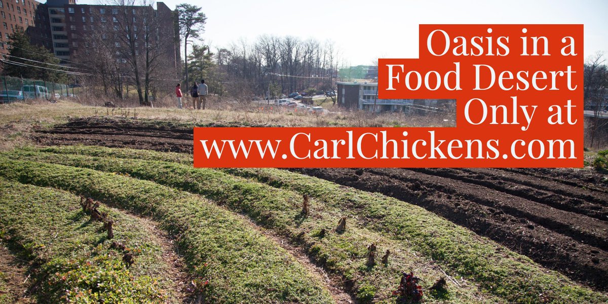 CarlChickens's tweet photo. .@PrinceGeorgesMD's #Number1Killer isn't guns, it's #PlasticForks. @ECOCityFarms is doing something about it.
https://t.co/OQnLbY2RYe https://t.co/VigEl7fyy3