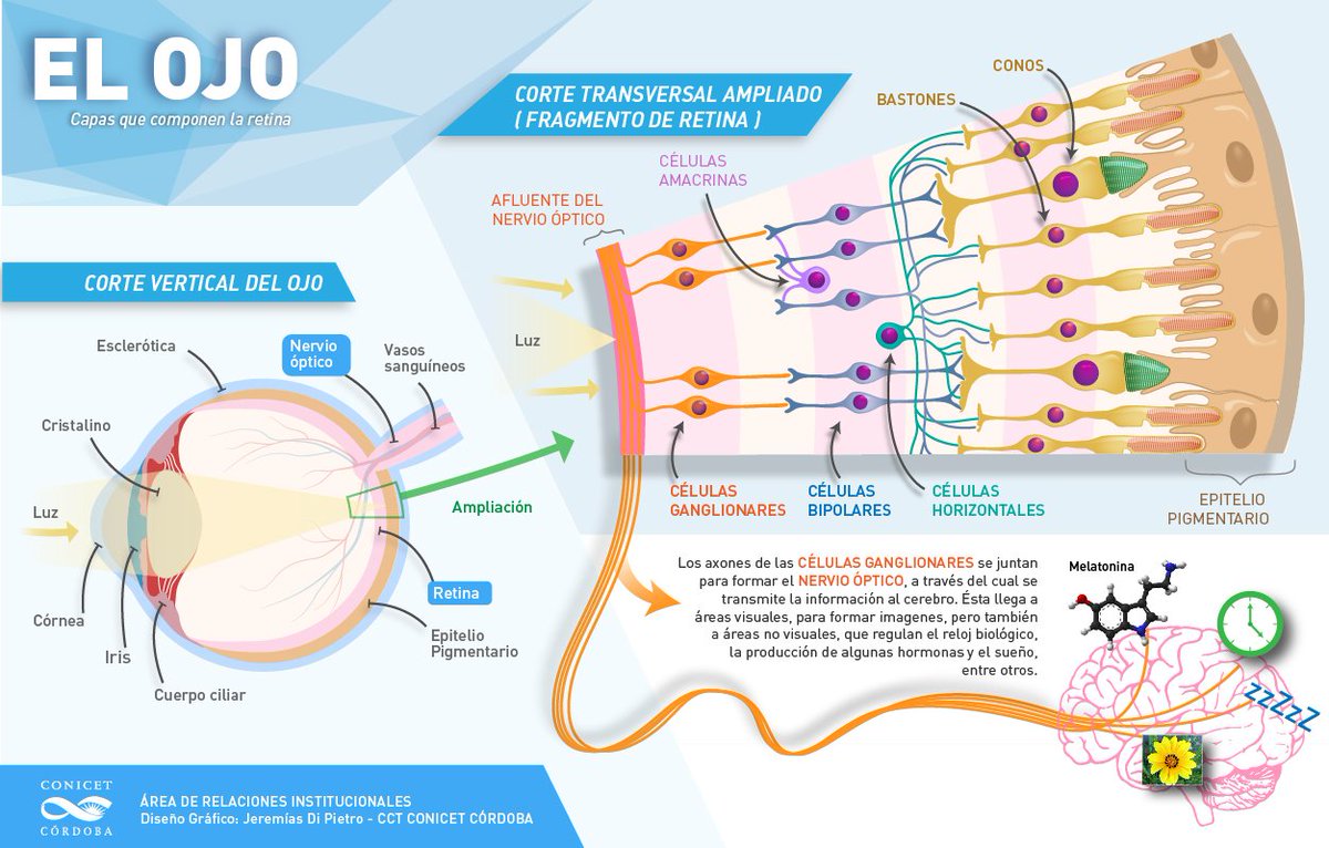 CONICETDialoga's tweet photo. Esta es la estructura del ojo, ¿sabías que en Córdoba descubrieron nuevas células fotosensibles en él? 
https://t.co/acrGHi6rza https://t.co/DwuJHZkGCO