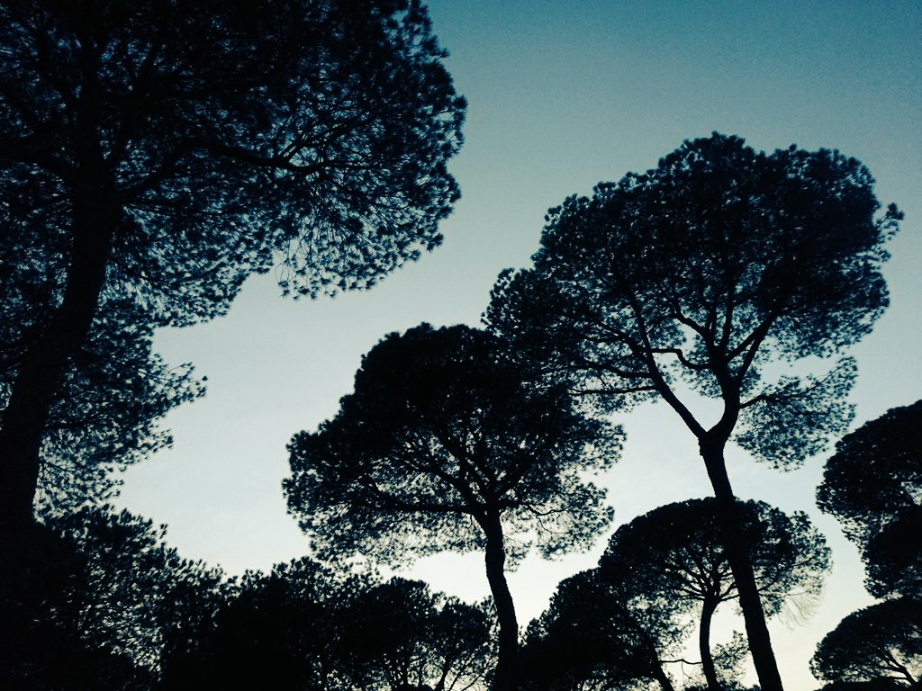 Agf_Acebo's tweet photo. Pinar de pino piñonero. https://t.co/U8BgmDSEbj