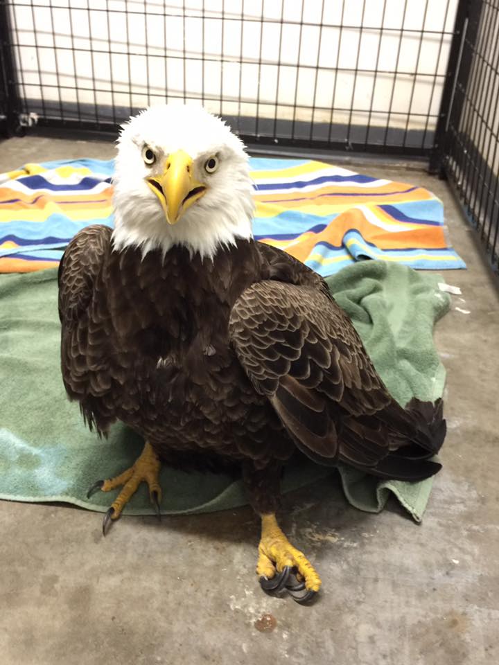 AnimisInOcala's tweet photo. Our newest patient! This beauty was electrocuted on a powerline &amp; rushed to safety! Please RT or donate to help! https://t.co/pa4UbJ5ema https://t.co/pjQeCIXqBN