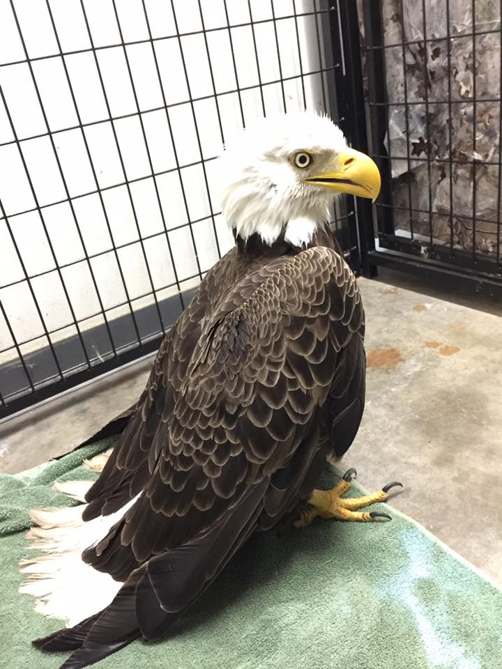 AnimisInOcala's tweet photo. This gorgeous boy was electrocuted &amp; we are asking for help for his recovery! Please consider donating! https://t.co/S8Cg7nilhm #baldeagle https://t.co/IC5oNXUGXM