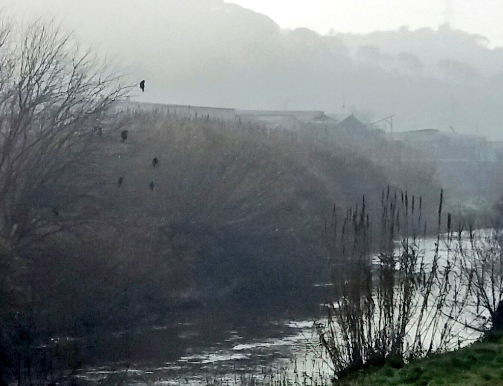 jmaurir's tweet photo. Joca de corbs marins al curs baix del #Besòs #MontcadaiReixac Tan ric,tan divers,tan fràgil @sitoalarcon @lascuSGMsl @alfonsdg @BeyondBCN https://t.co/PsXDhJvvxu