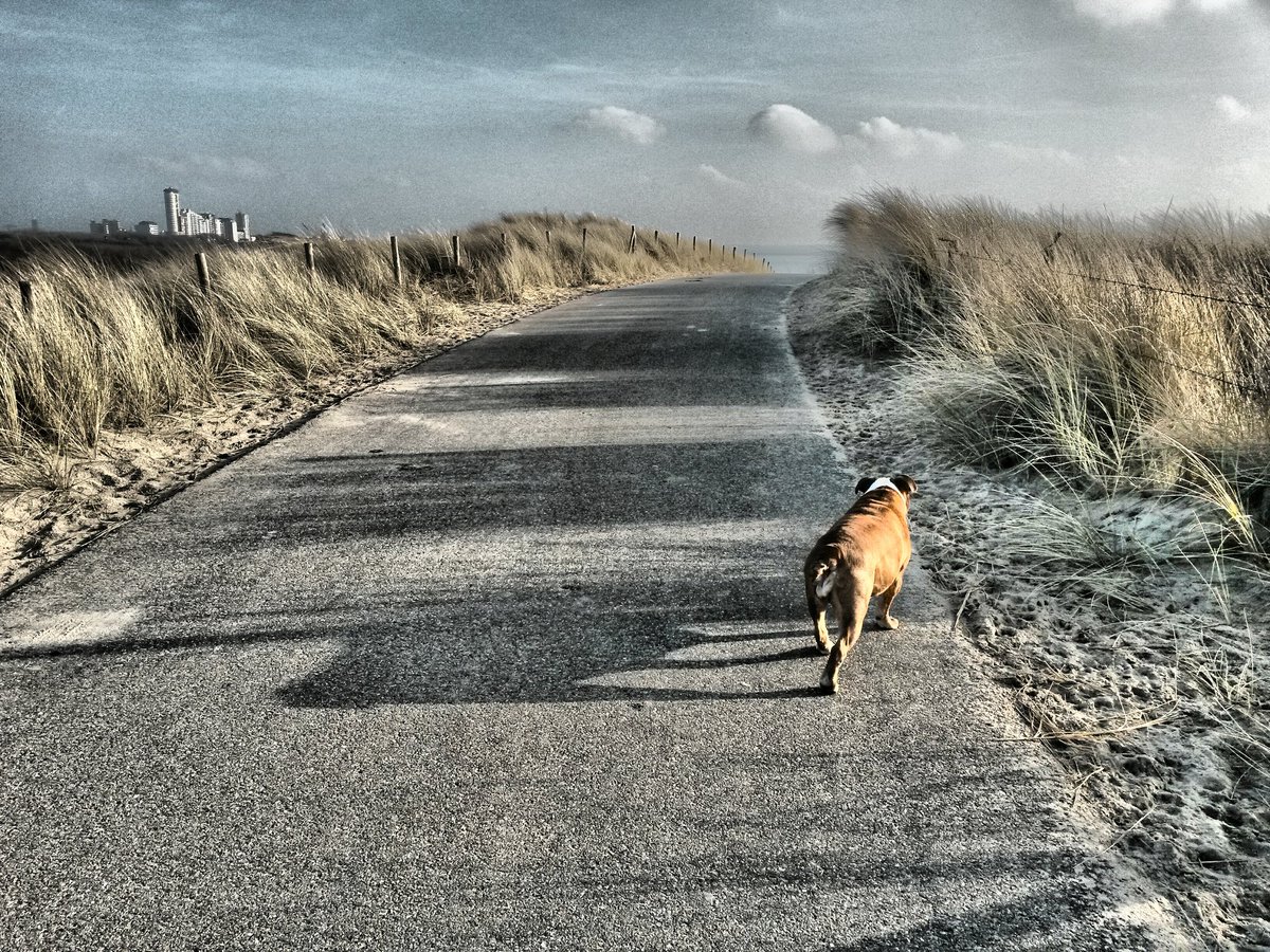 Materss's tweet photo. Lopen met Lola 
#Vlissingen #bulldog https://t.co/KhO57vNdAh