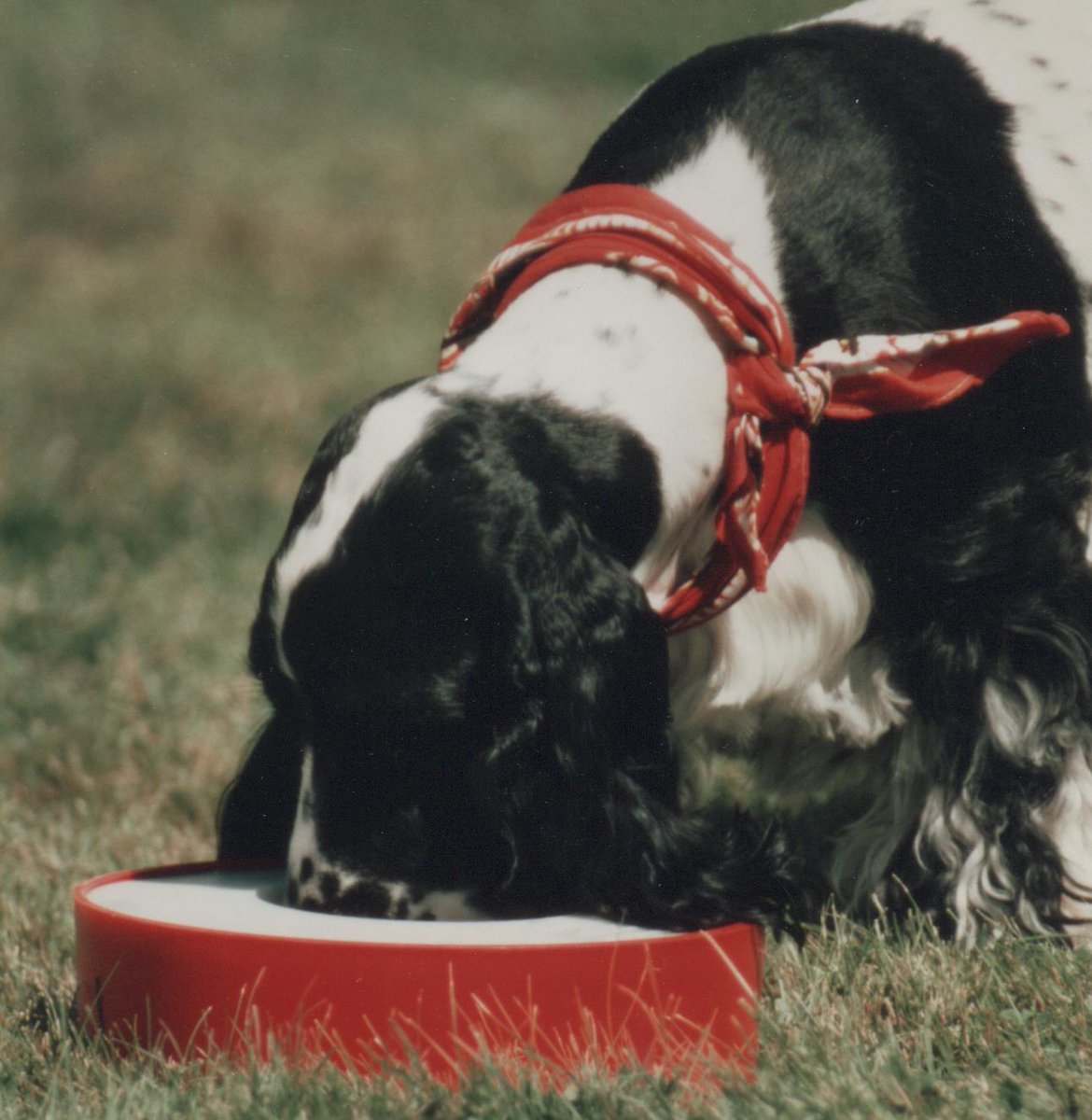 ThomasHollyday's tweet photo. Solar Sipper outdoor water station is safe all
season  

https://t.co/YB68ix71tF
#pet  #wildlife

Animals agree  https://t.co/OzYIoWJKIK https://t.co/u27LSlagxb
