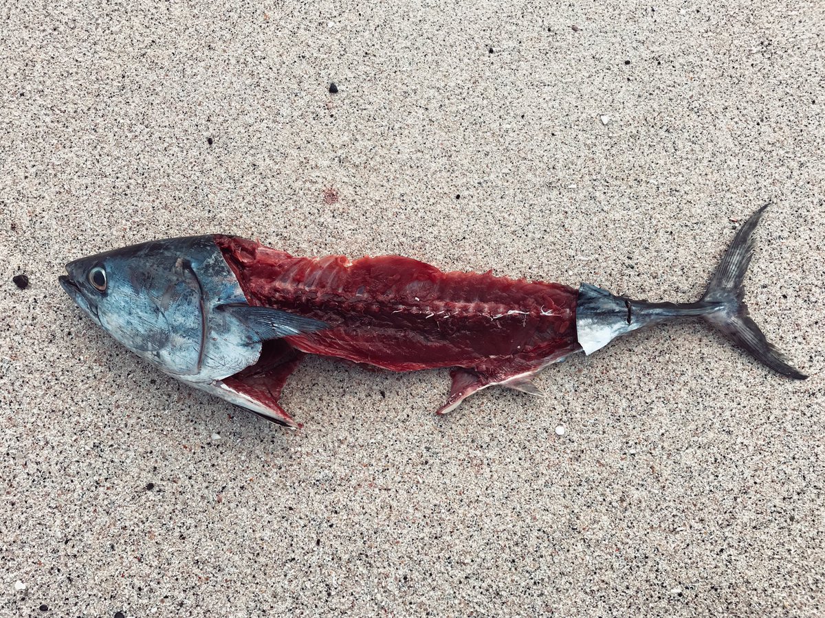 Lecker Fisch #bestfish