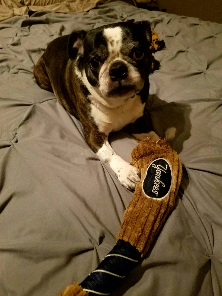 TasticFur's tweet photo. Happy Sunday funday! https://t.co/Bk9gACeaXs #dogs #pets #bug #bostonterrior #pug #houseofmutts #doggieplanet #pugnetwork #dogsofinstagram https://t.co/IDpttP8cPX