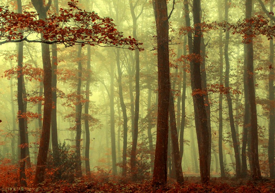 andrespeneke's tweet photo. Forest atmosphere! by Patrice Thomas https://t.co/ufIjlN6mHM