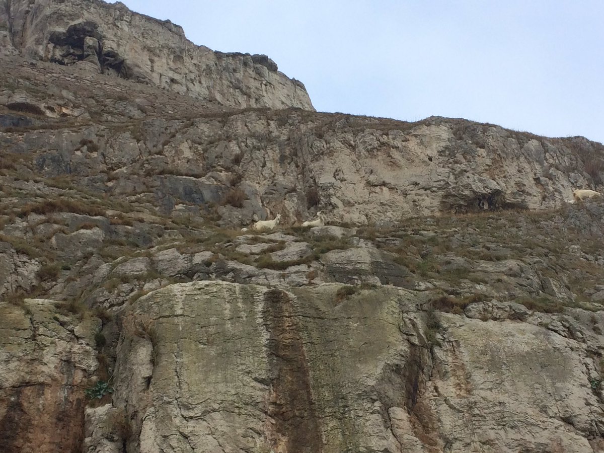 SiWilliams4's tweet photo. Spotted these #kashmiri #goats today while #seakayaking around the GreatOrme #Llandudno #northwales. #PerfectDay had by all #greatoutdoors https://t.co/GDmOtMNkGu