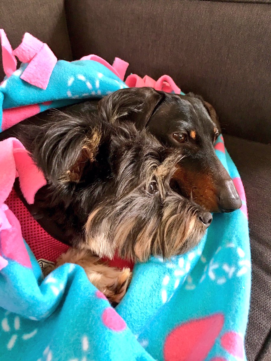 BeachedWeenie's tweet photo. #SundayFunday 🐶💕😘 https://t.co/kSgNM8tYCV