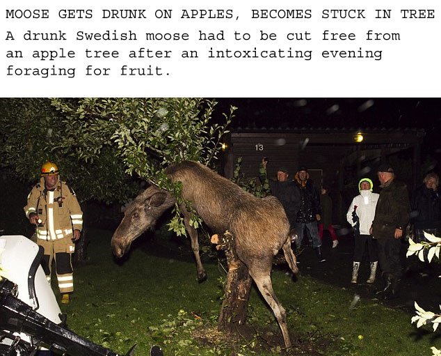 LiquidSpectre's tweet photo. Why is the lamestream media not covering this? WHERE IS THE OUTRAGE!?

#swedenincident  #lastnightinsweden #moosegate https://t.co/PFE1xsvSU7