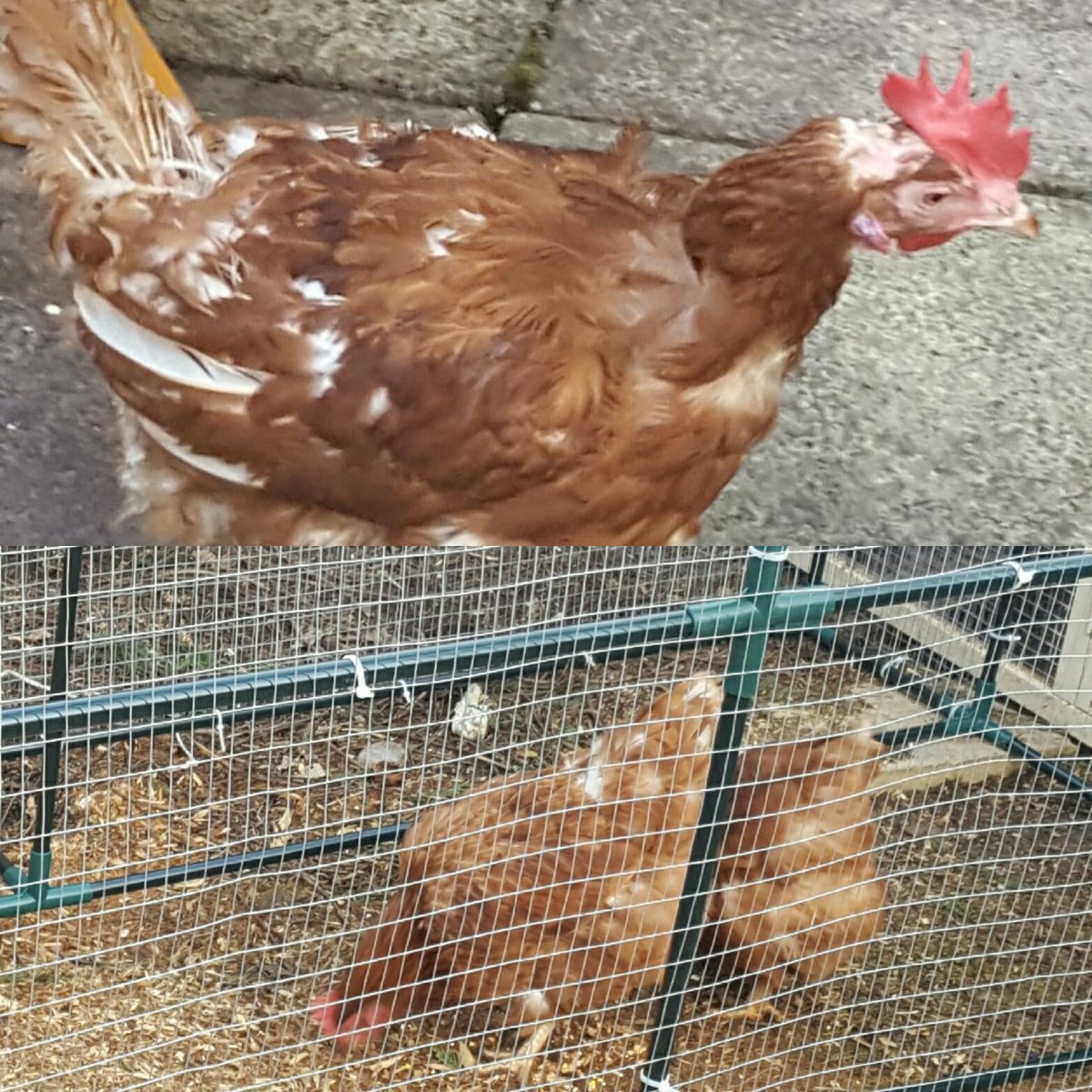 litchfieldhens's tweet photo. A better comparison of Norma. Then and now. #happybird #norma #fluffyknickers #exbatts https://t.co/R6hnaQ6gak
