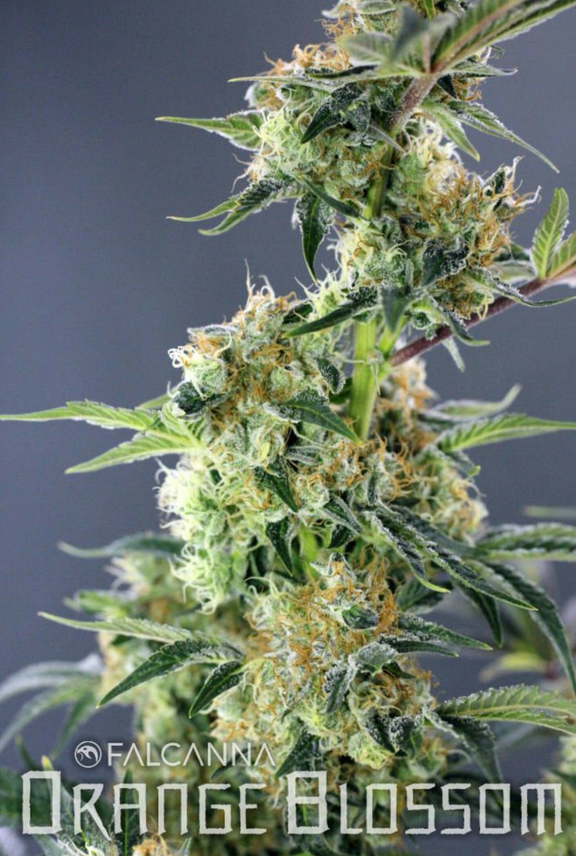better_buds's tweet photo. Meet Orange Blossom! She is lovely and sweet, the perfect indica/sativa ratio and @falcanna_wa have mastered the grow #betterbuds #loveweed https://t.co/R5LtcfXlex