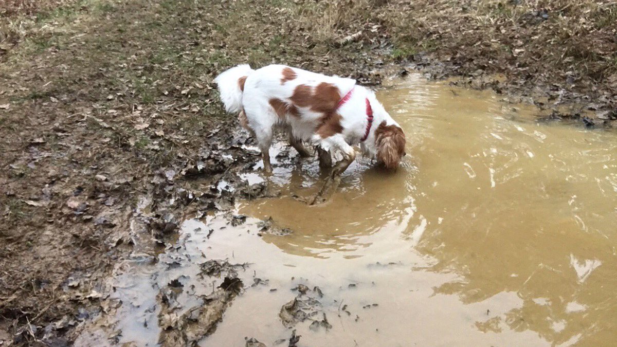 jasper31187's tweet photo. Ace day with the 3 monkeys gettin manky through the woods#muddywalks https://t.co/euREUDe9Zi