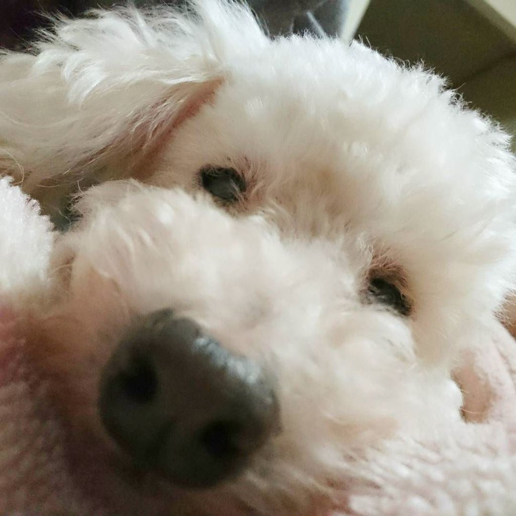 pettriangle's tweet photo. #犬 #トイプードル #トイプードルホワイト #ペット #ルン #写真好きな人と繋がりたい #写真撮ってる人と繋がりたい #dogs #dog #dogphotography #t… https://t.co/BeYnFMkVn2 https://t.co/HLlZvejRP2