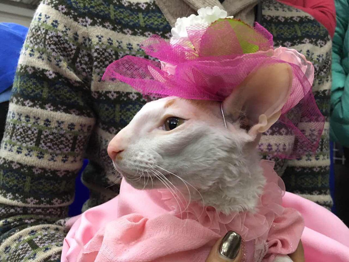 _DeoRex's tweet image. Международная выставка кошек 18-19 февраля 2017, Минск Участие в костюмированном шоу, #кошка #корнишрекс