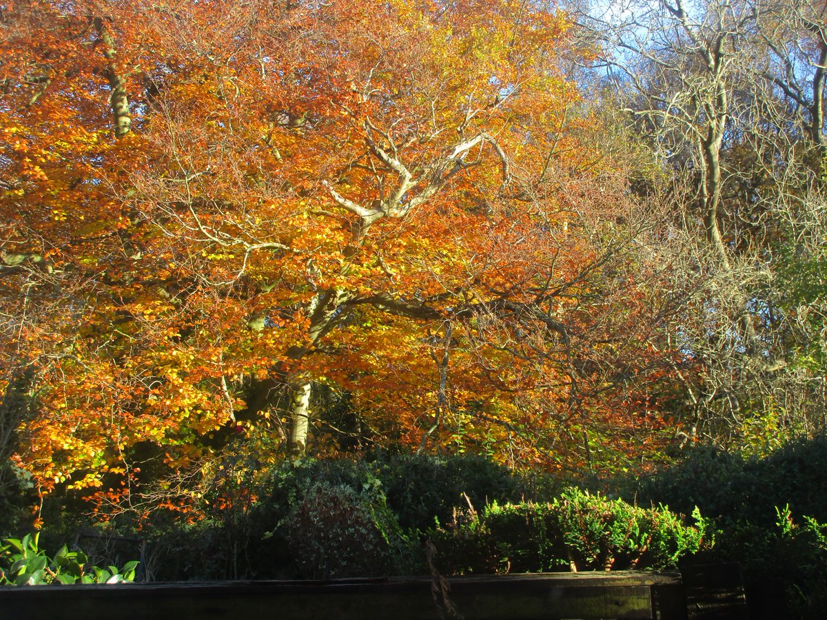 AlbertSnail's tweet photo. 🐌🌟👩 #leaves #tree #leave #sidewindow #woods #viewfromourwindow 🍂🌿 https://t.co/SJE9K6sjf7