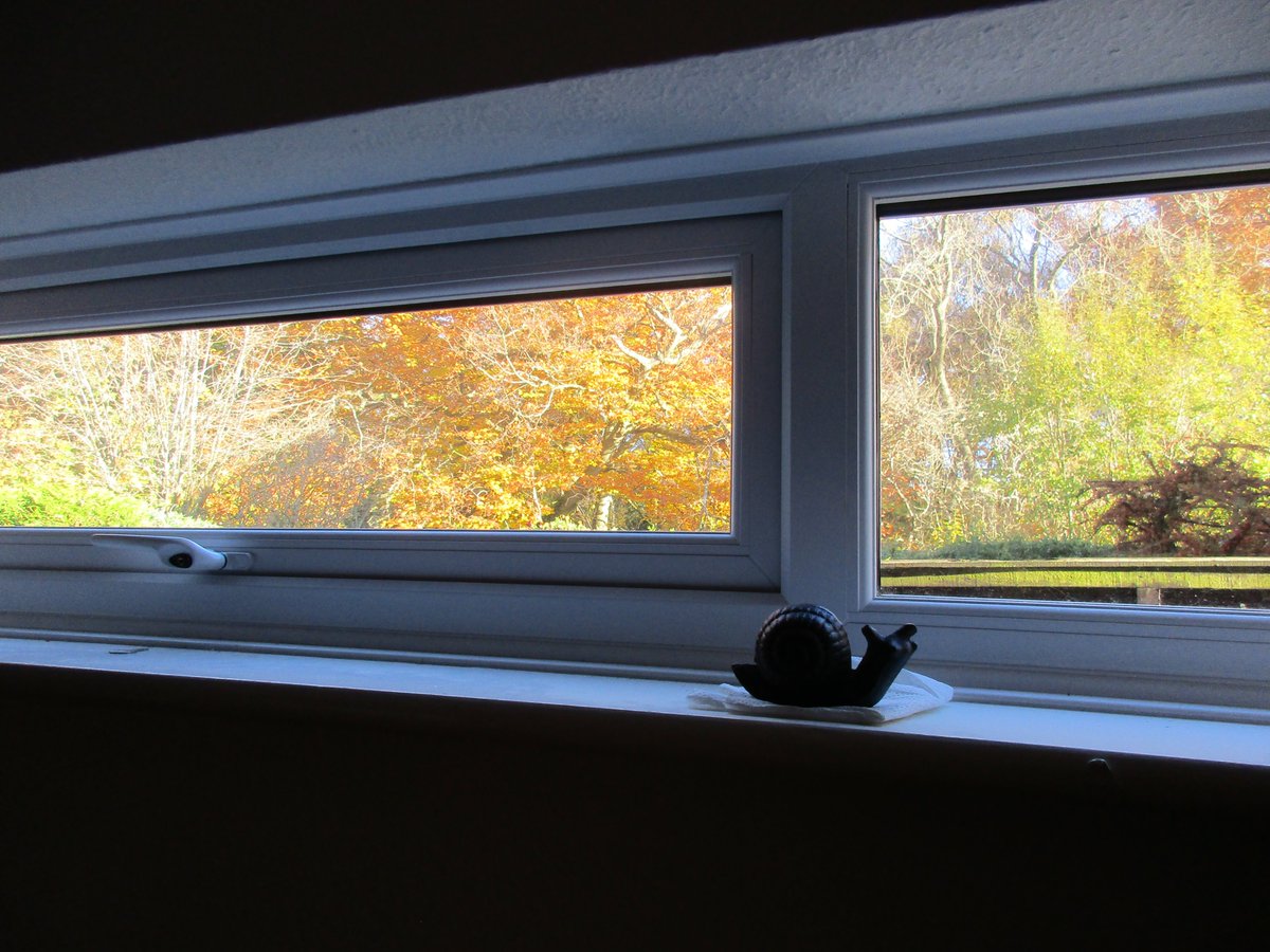 AlbertSnail's tweet photo. 🐌🌟👩 #leaves #tree #leave #sidewindow #woods #viewfromourwindow 🍂🌿 https://t.co/SJE9K6sjf7