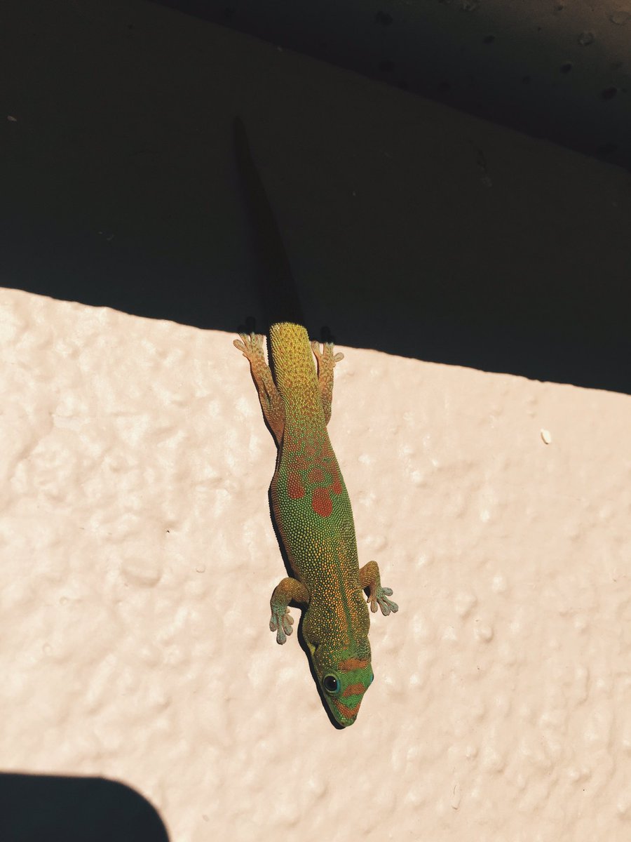 juliejamjar's tweet image. Beautiful 8k run through Hawaii this morning #VolcanoViews #gecko