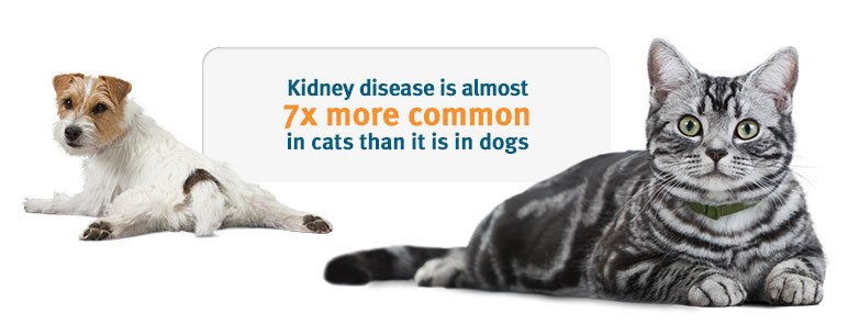 Kat1310's tweet photo. Watch your cat's teeth because an untreated dental disease can become in a serious kidney disease and is more common en cats than dogs. https://t.co/45GJ2AT7zX