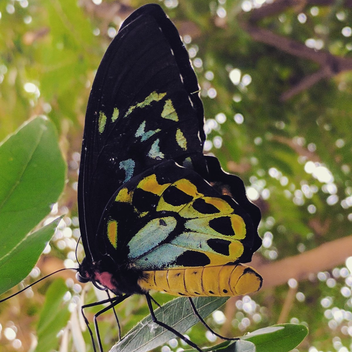 mariahpiasta's tweet photo. @google Just some photos from #magicwings and thought they should be shared with #teampixel https://t.co/obR385jQb3