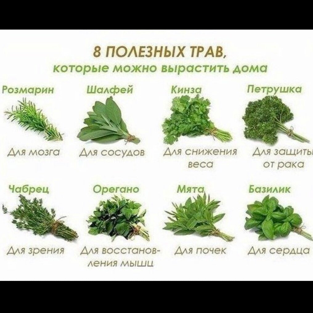 найти растение по картинке