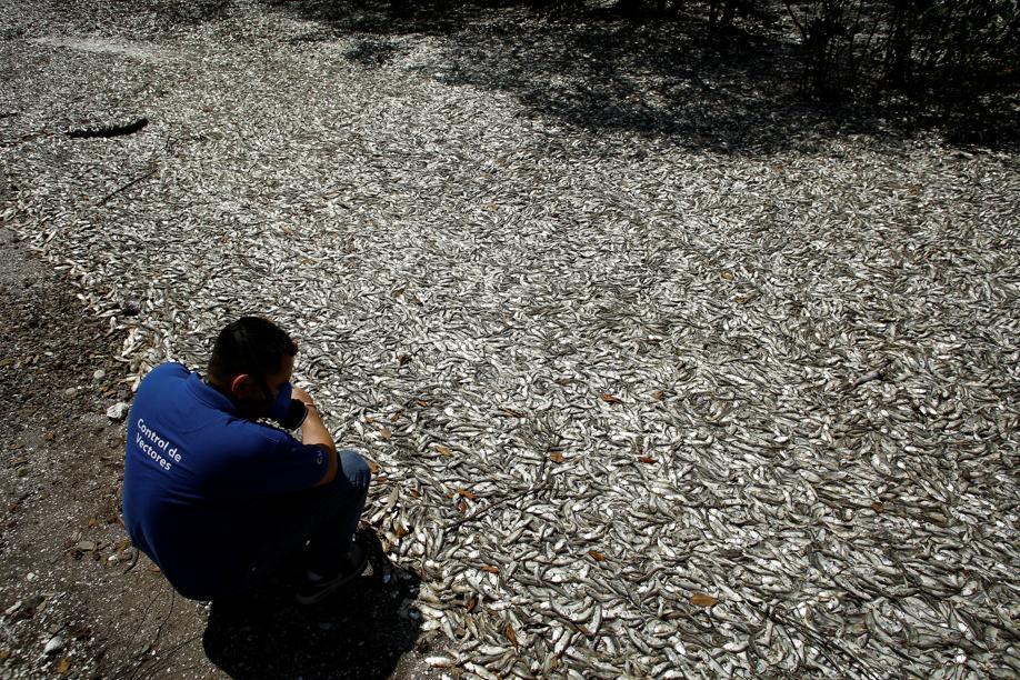 Le_Figaro's tweet photo. EN IMAGES 📷 - Des milliers de sardines échouées au Costa-Rica >> https://t.co/AodAV3aAV8 https://t.co/TGqCt2Wuwr