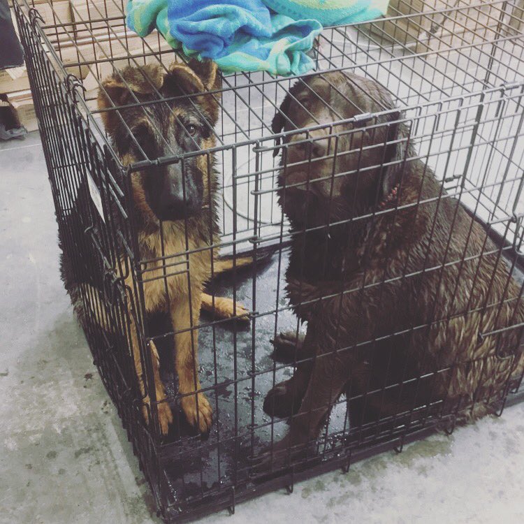 KayleaHeideman's tweet photo. They got a little sun and a little mud https://t.co/sdIbxCyXpv