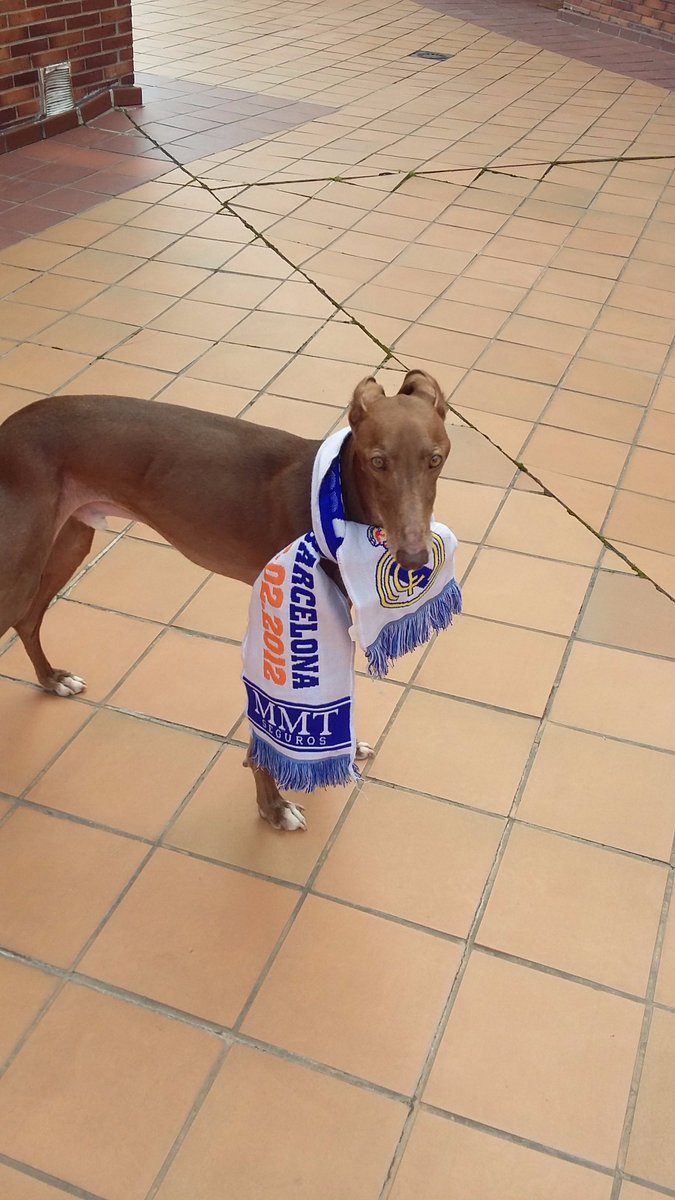 BasketatodoRitm's tweet photo. Mi #Dycki de subidón!! https://t.co/PppzlD4W6L
