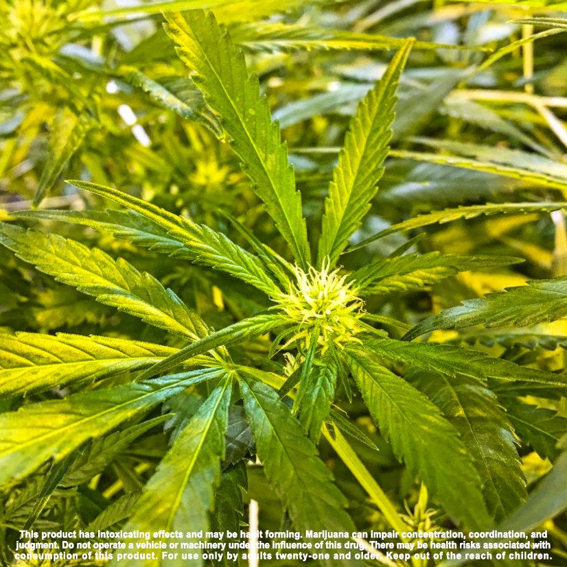 Try Phat Panda Cannabis  Golden Pineapple (20.3%) A hybrid that provides a creative, uplifting high 🍍